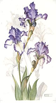 Iris Jesse's Song