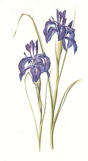 Iris Xiphium