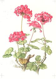 Pelargonium - Bright