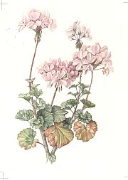 Pelargonium - Pale Pink