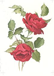 Rose Etoile d'Holland