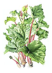 Rhubarb