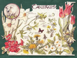 Taurus