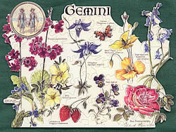 Gemini
