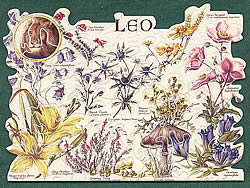 Leo
