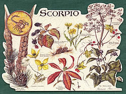 Scorpio