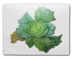SAVOY CABBAGE