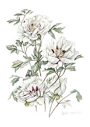 Paeony Rockii