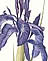 Iris Xiphium