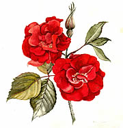 Rose from Chelsea Hospital