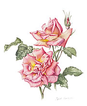Rose Shot Silk