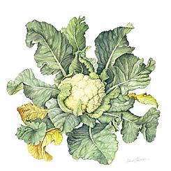 Cauliflower