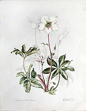 Helebore 'White Magic'