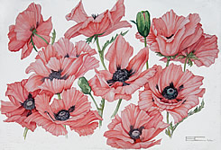Poppy "Mrs Perry"