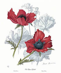 Red Papaver Goliath