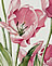 Tulip Pink Diamond