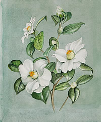 Camelia Charlotte de Rothschild