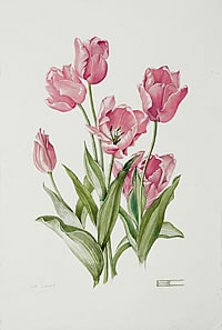 Tulip Pink Diamond