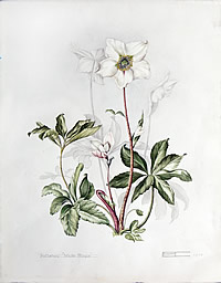 Helebore 'White Magic'