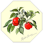 Red Pepper