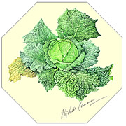 Savoy Cabbage