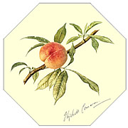 Peach