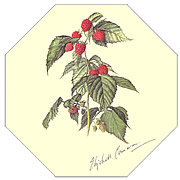 Raspberry