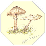 Parasol Mushroom