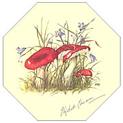 Russula Lepida