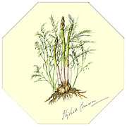 Asparagus