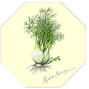 Fennel