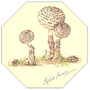 SHAGGY PARASOL