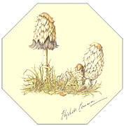 SHAGGY INKCAP