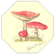 FLY AGARIC