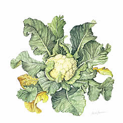 Cauliflower