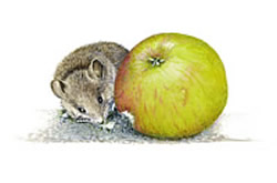Mouse with apple